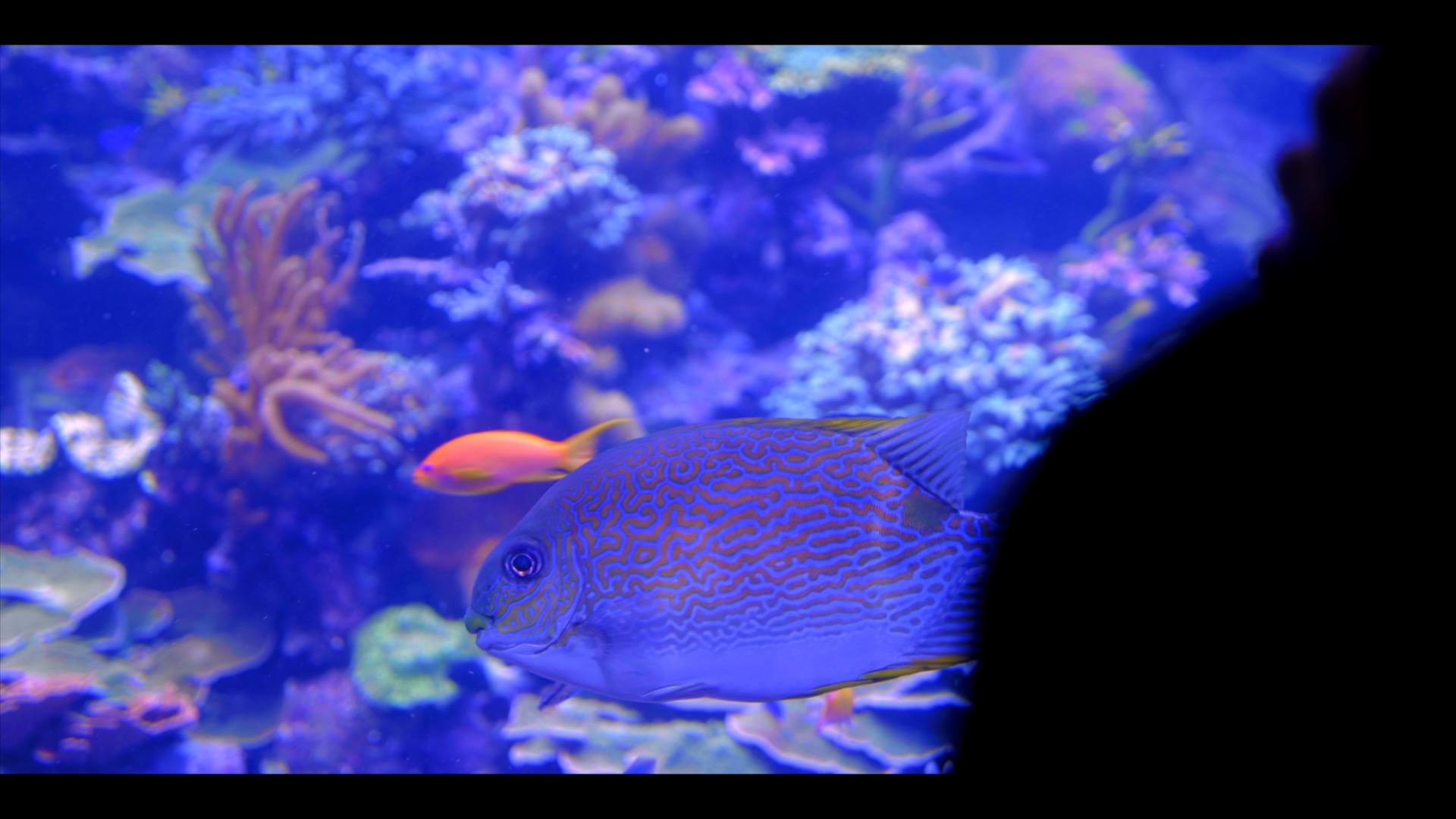 Nightfish - Fish