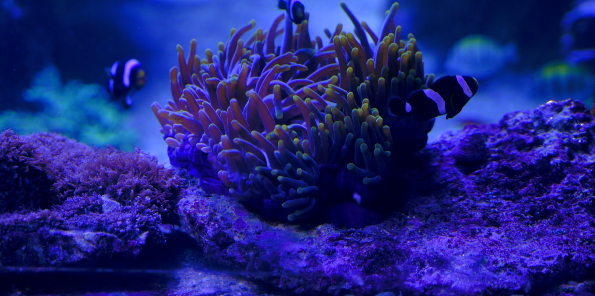 Nightfish horizontal poster